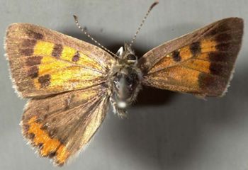 Media type: image;   Entomology 15956 Aspect: habitus dorsal view